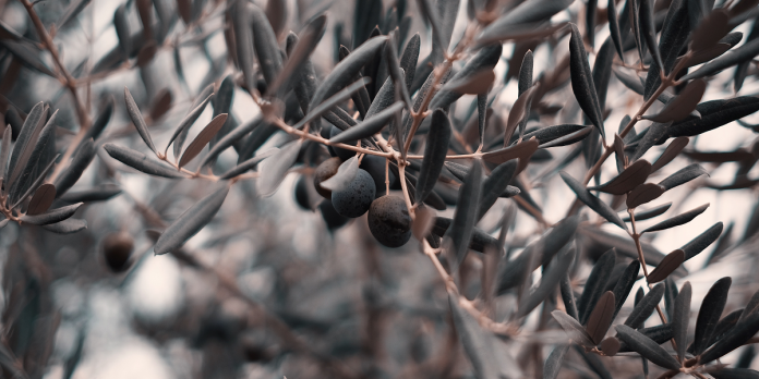 olive-tree-emre-gencer-unsplash