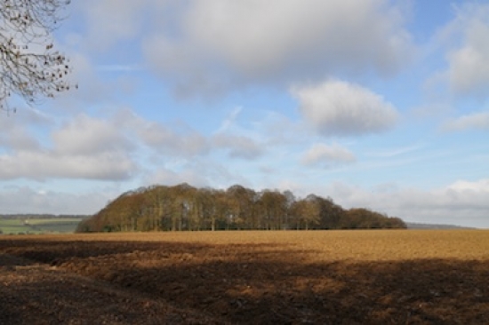 HS2 tree planting attracts widespread criticism Jones Hill Wood in Buckinghamshire is one of 21 ancient woodlands through which HS2 will run Ⓒ The Woodland Trust